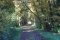 Traversée du Bois de Chez Tonneau