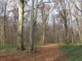 Traversée du Bois de saint Pierre