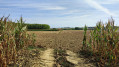 traversée du champ