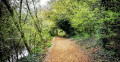 Tree Tunnel