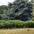 Trees in Parham grounds, just to right of path