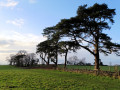 Trees near the Fosse Way