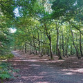 Trees, Newmiller Dam