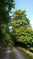 Très beau châtaignier Très beau châtaignier