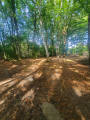 A very beautiful landscape, despite the heatwave which has taken its toll on the trees