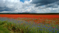 Congy, Étoges ,Toulon-la-Montagne par le GRP® Thibaut de Champagne Congy, Étoges ,Toulon-la-Montagne par le GRP® Thibaut de Champagne