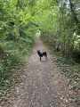 Chemin en sous-bois