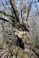 Trogne de chêne