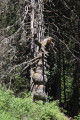 Tronc d'arbre