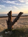 Tronc sur la Plage
