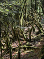 troncs d'arbres moussus