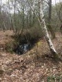 Trou d'eau en forêt