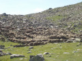 Troupeau au lac de Palluel