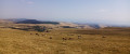 Troupeau Aubrac