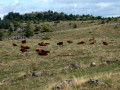 Les tourbières de Chastel-sur-Murat