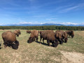 Troupeau de bisons