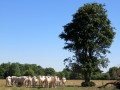 Troupeau de bovins près des Pornins