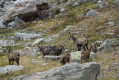 Troupeau de chamois Troupeau de chamois