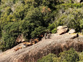 Troupeau de ch&egrave;vres de la Rove