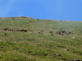 Troupeau de chèvres