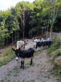 troupeau de la ferme