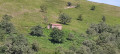 Troupeau de mouton et une bergerie