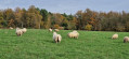 À l'orée des bois depuis Volnay