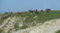 Troupeau de pottoks Troupeau de pottoks