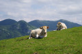 Troupeau de vaches au sommet
