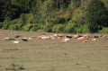 Troupeau de vaches