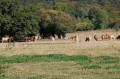 Troupeau de vaches