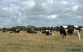 Ah! Qu'elles sont jolies les vaches de mon pays!