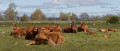 Troupeau de vaches