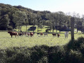 Troupeau de vaches.