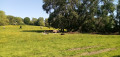 Troupeau de vaches