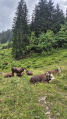Troupeau de vaches