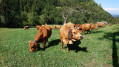 Troupeau de vaches