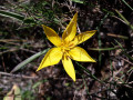 Tulipa Sylvestris