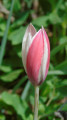 Tulipe de perse