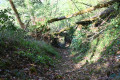 Tunnel d'abre  sur le sentier