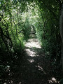 tunnel de verdure tunnel de verdure