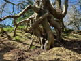 Twisted Root Canyon