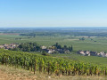 Typical summer vineyard view