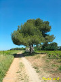 Un abri de vigneron sous un arbre remarquable