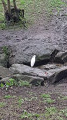 Un aigrette garzette
