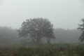 Un arbre dans la brume du matin
