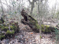 Un arbre le long du sentier en forme de gueule ouverte géante