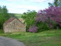 Un arbre magnifique