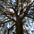 A centuries-old tree