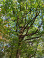 En Forêt de Rambouillet autour de Poigny-la-Forêt